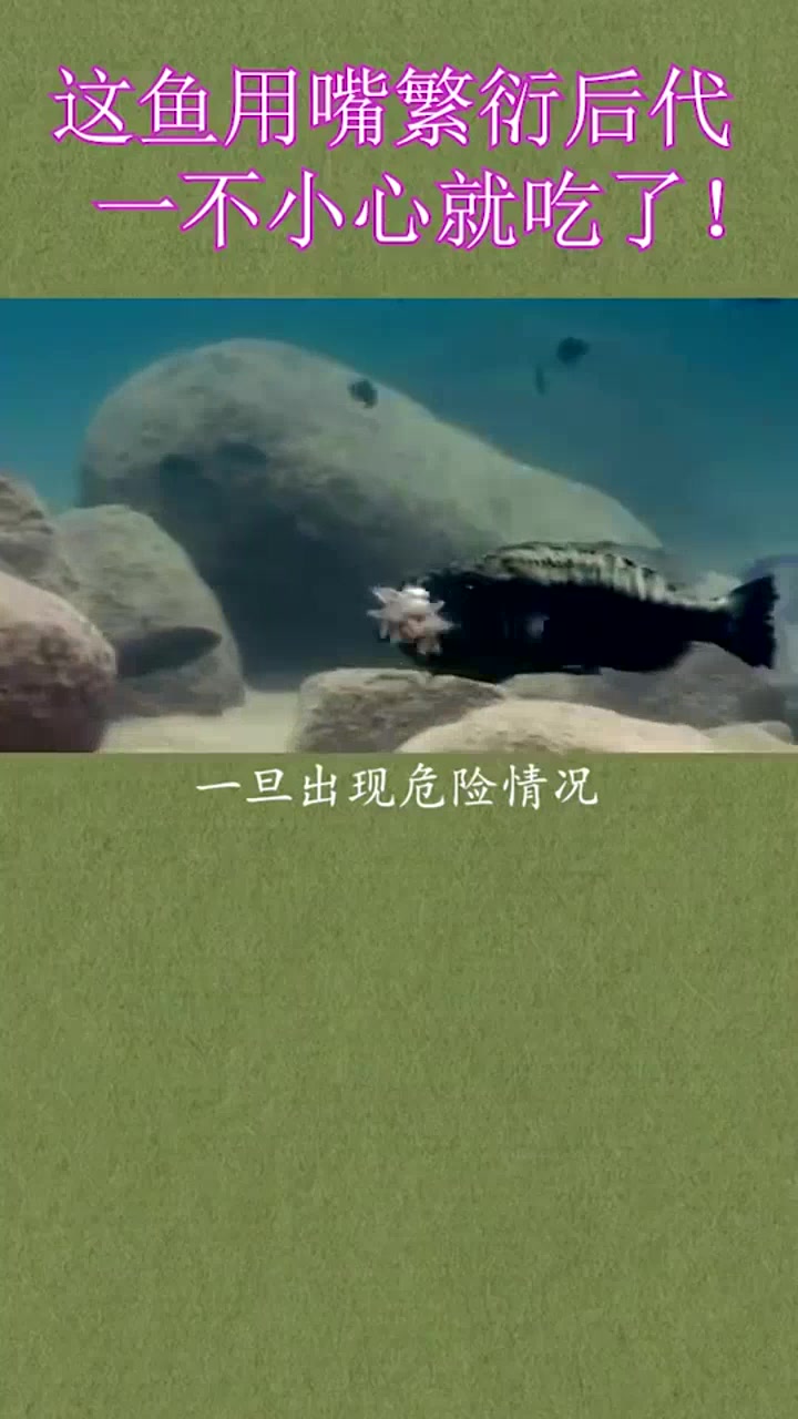 用嘴繁衍宝宝的热带鱼,一不小心就被鱼妈吃了!