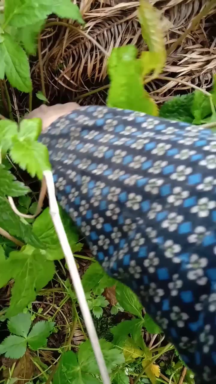 这种野菜有多少人吃过,当地叫它鸭脚板,城市里几乎看不见