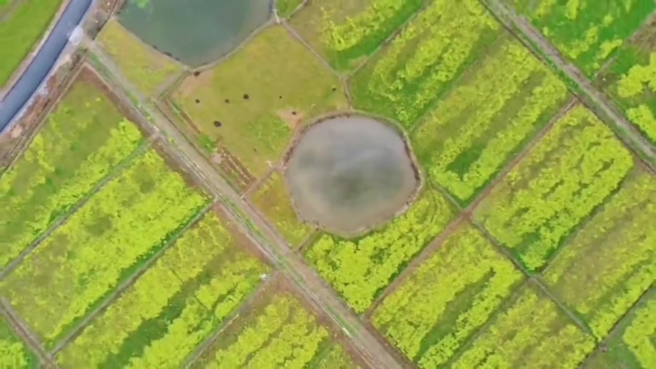 【太惊艳!广昌甘竹千亩油菜花海金黄一片】近日,广昌县甘竹图石村油菜花盛开了,大片的油菜花地