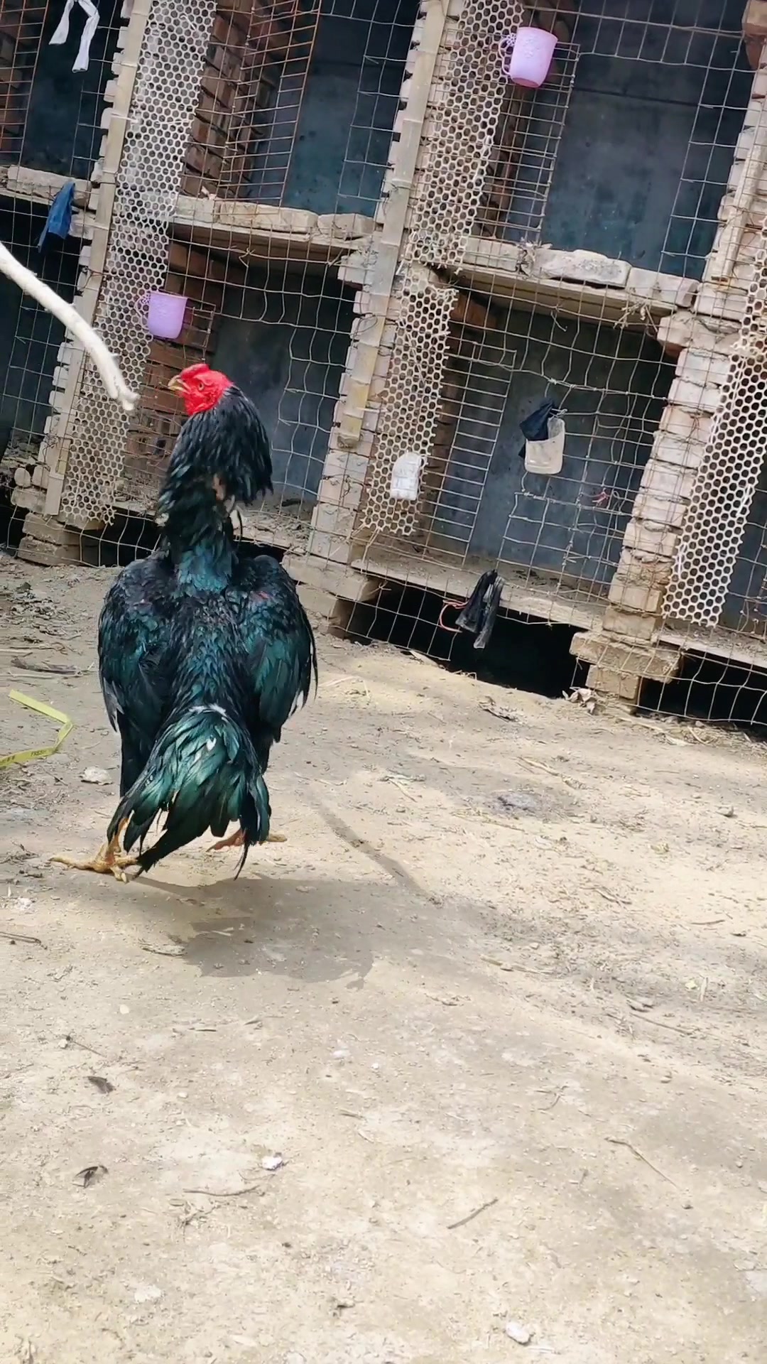 你没见过的打人斗鸡打棍子,腿厉害得狠,重腿越南鬼子斗鸡