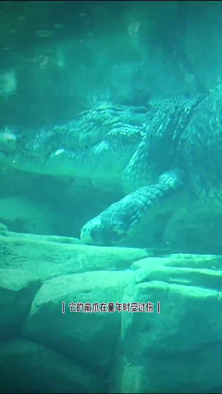 围观世界上最大的鳄鱼,又名“食人鳄”,看起来是不是很吓人呢?