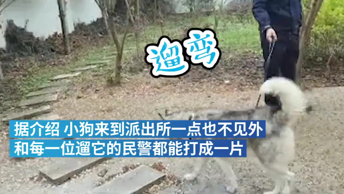 【走丢哈士奇在派出所遛弯打地铺:民警急寻狗主人】近日,四川绵阳。武都镇附近一只哈士奇走失,