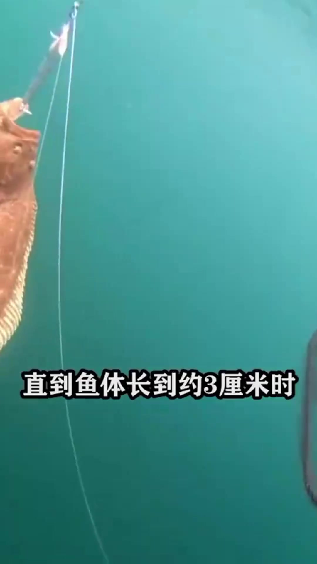 为什么比目鱼的眼睛长在同一侧!
