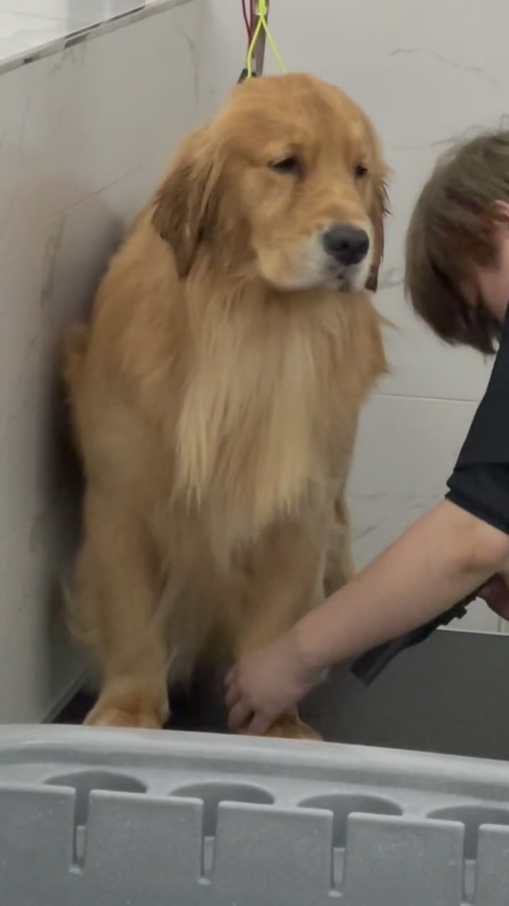 百威洗完澡不开心,瞧它的表情好可爱呀,萌萌哒