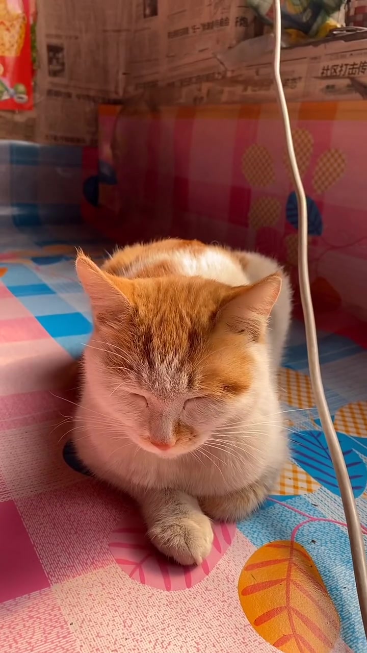 东北大妈做了满桌菜,和女儿一起生活,看着就特别舒服!