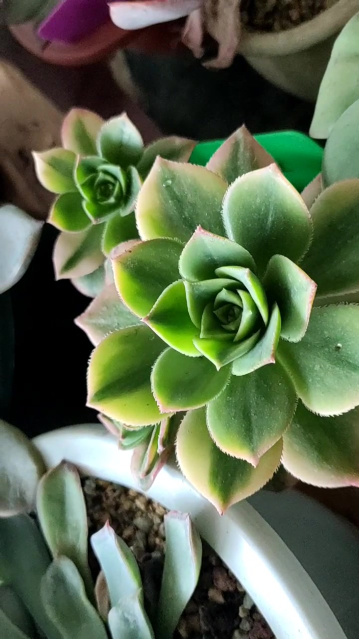 高山养多肉,灿烂星爆,和艳日辉