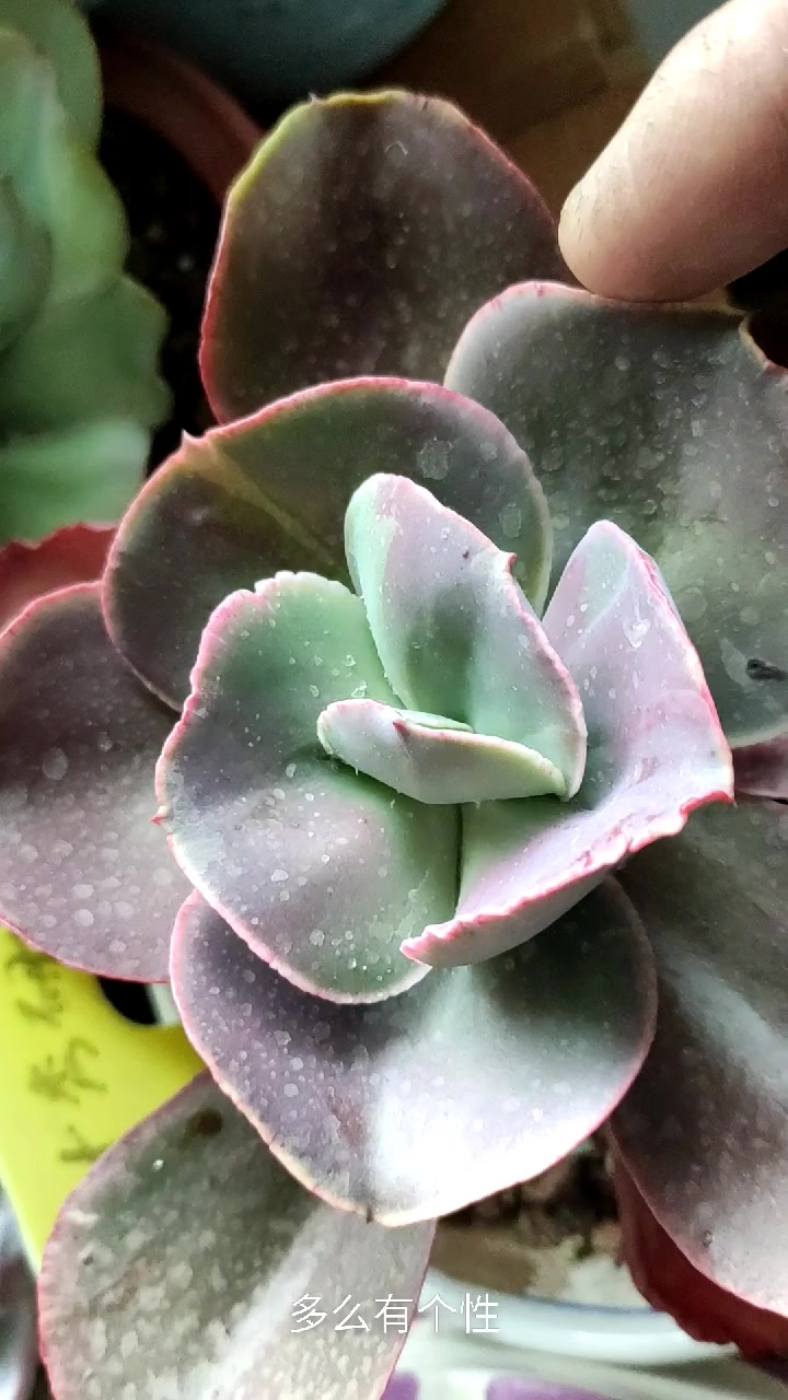 初吻又叫大叶秀妍!非常皮实!好养!