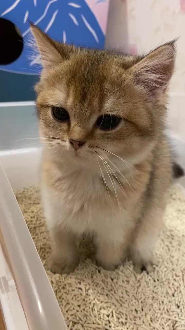 可爱的生物连拉粑粑都可爱,不信你看