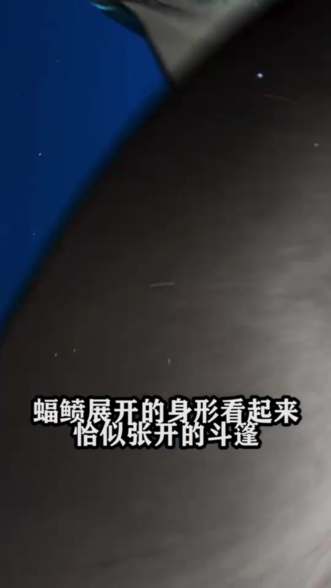性情温和的蝠鲼为什么被叫做魔鬼鱼?