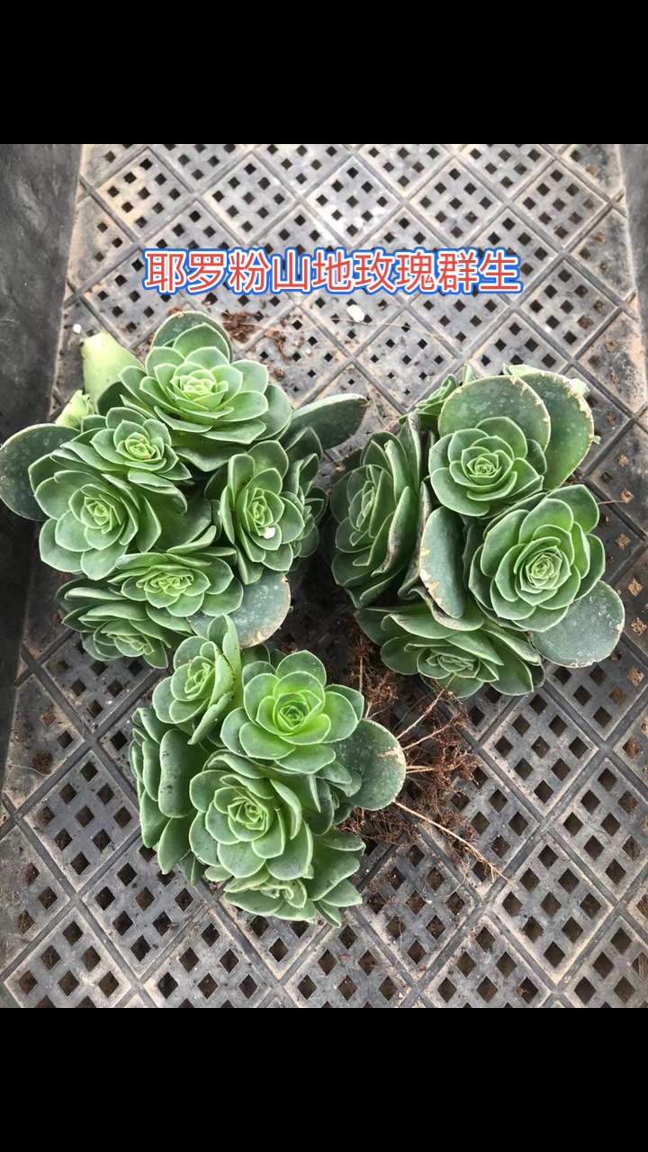 这个玫瑰群生有点粉,耶罗粉山地,接近夏季休眠时候是粉红色