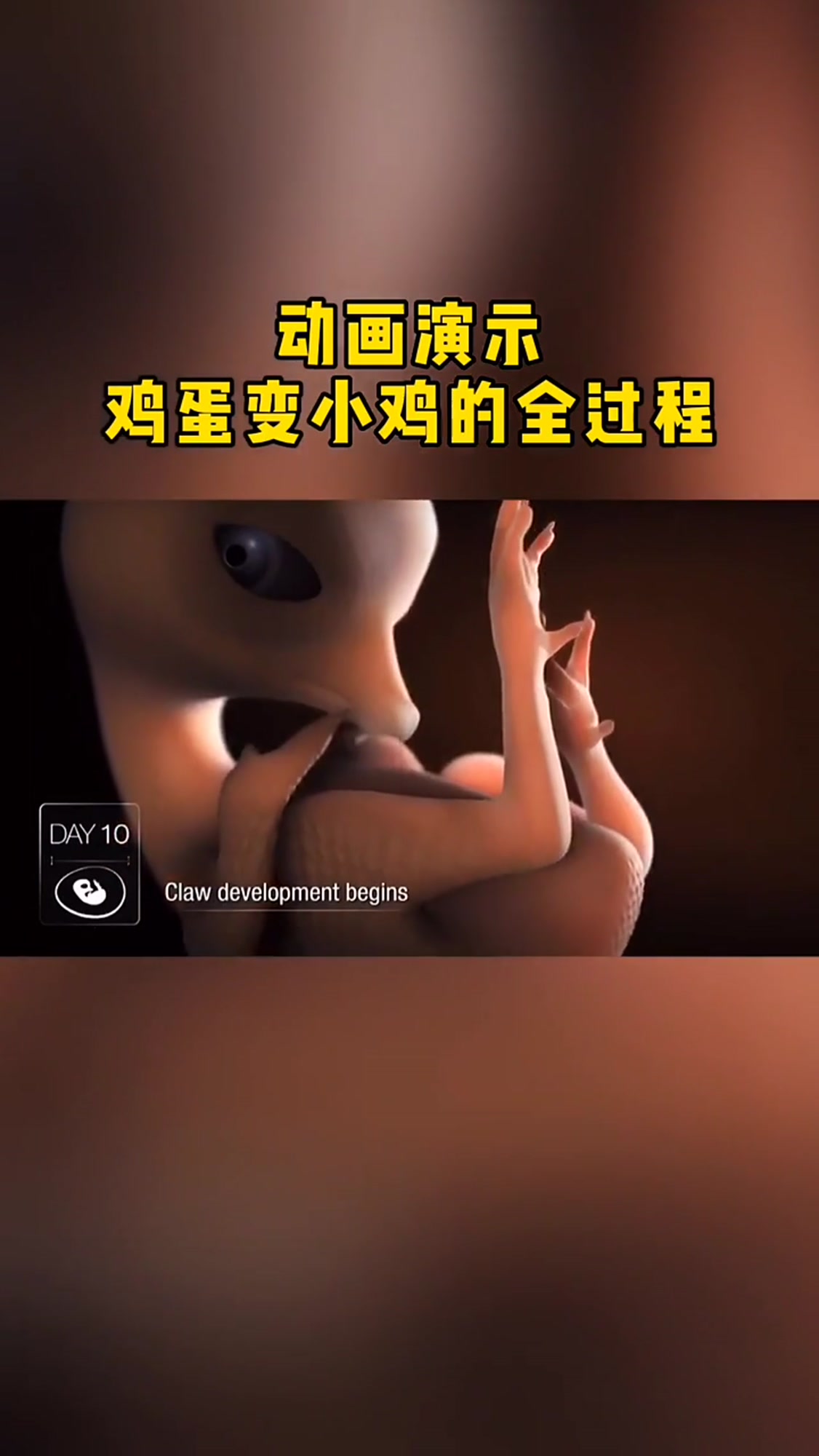 动画演示:鸡蛋变小鸡的全过程!