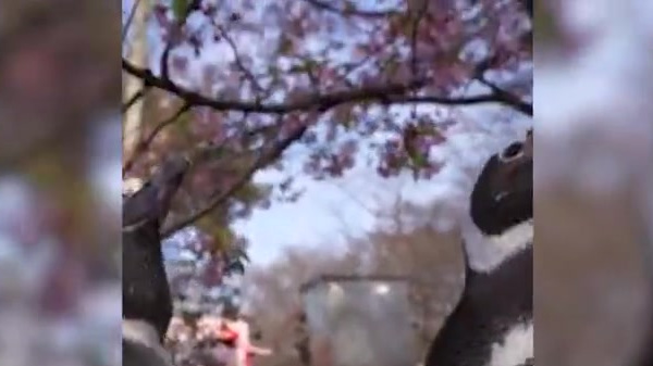 【武汉企鹅树下赏樱萌翻游客】阳春三月,樱花烂漫,武汉海昌极地海洋公园两只麦哲伦企鹅来到武汉