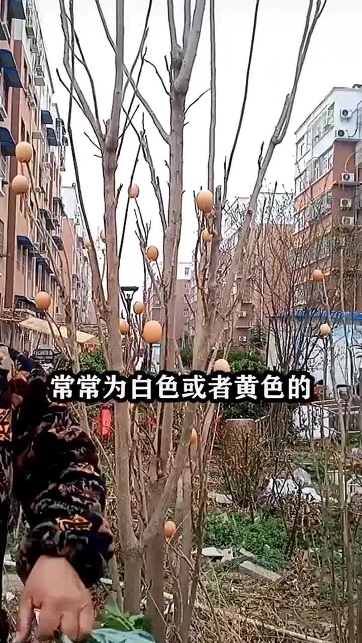 蛋树是什么树,结的果实像鸡蛋一样,可以吃吗