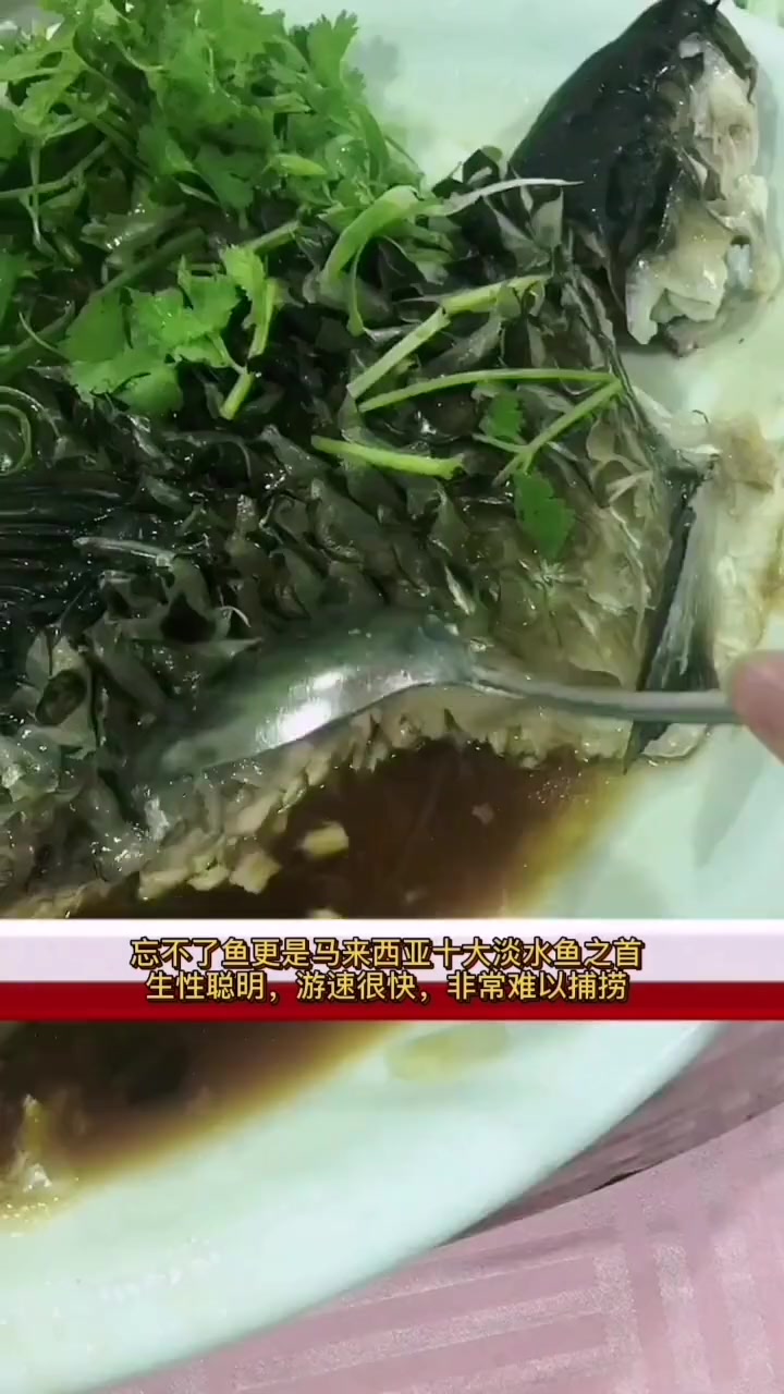 “忘不了鱼”亚洲zui贵的淡水鱼,据传比黄金还贵!