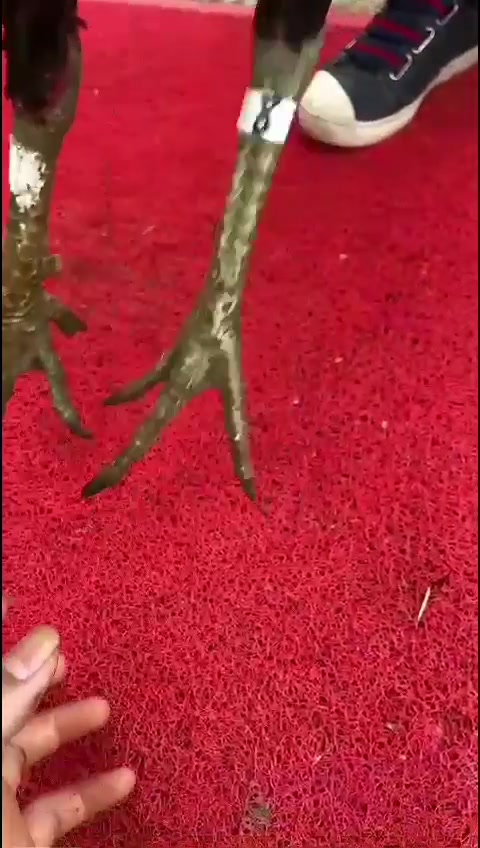 纯种越南鬼子斗鸡,龙鳞腿