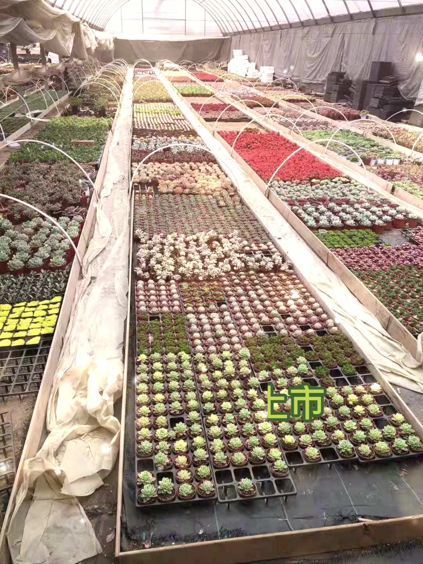 昆明池西易佰家花木大世界多肉基地春季多肉新品上市了