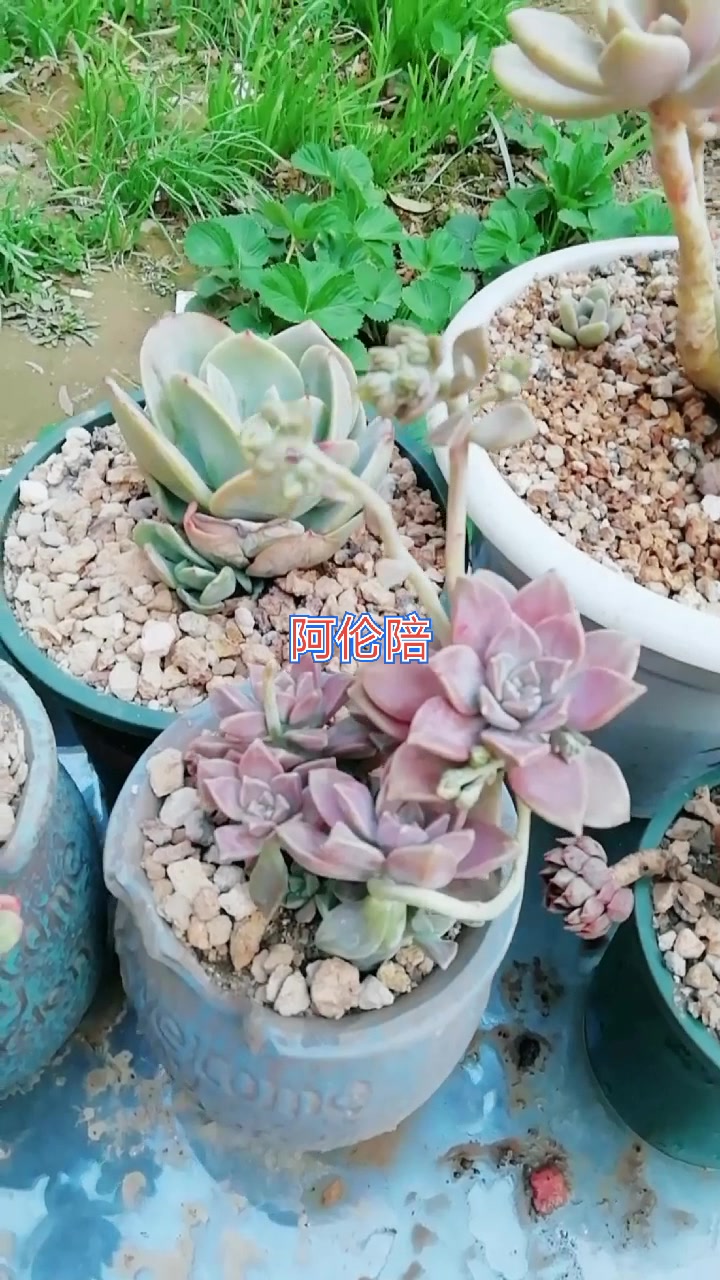 新上盆的肉肉秀一下,价格很美丽
