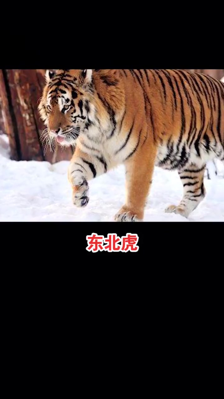 你认为陆地上的肉食动物哪个最厉害?如果你遇见了怎么办