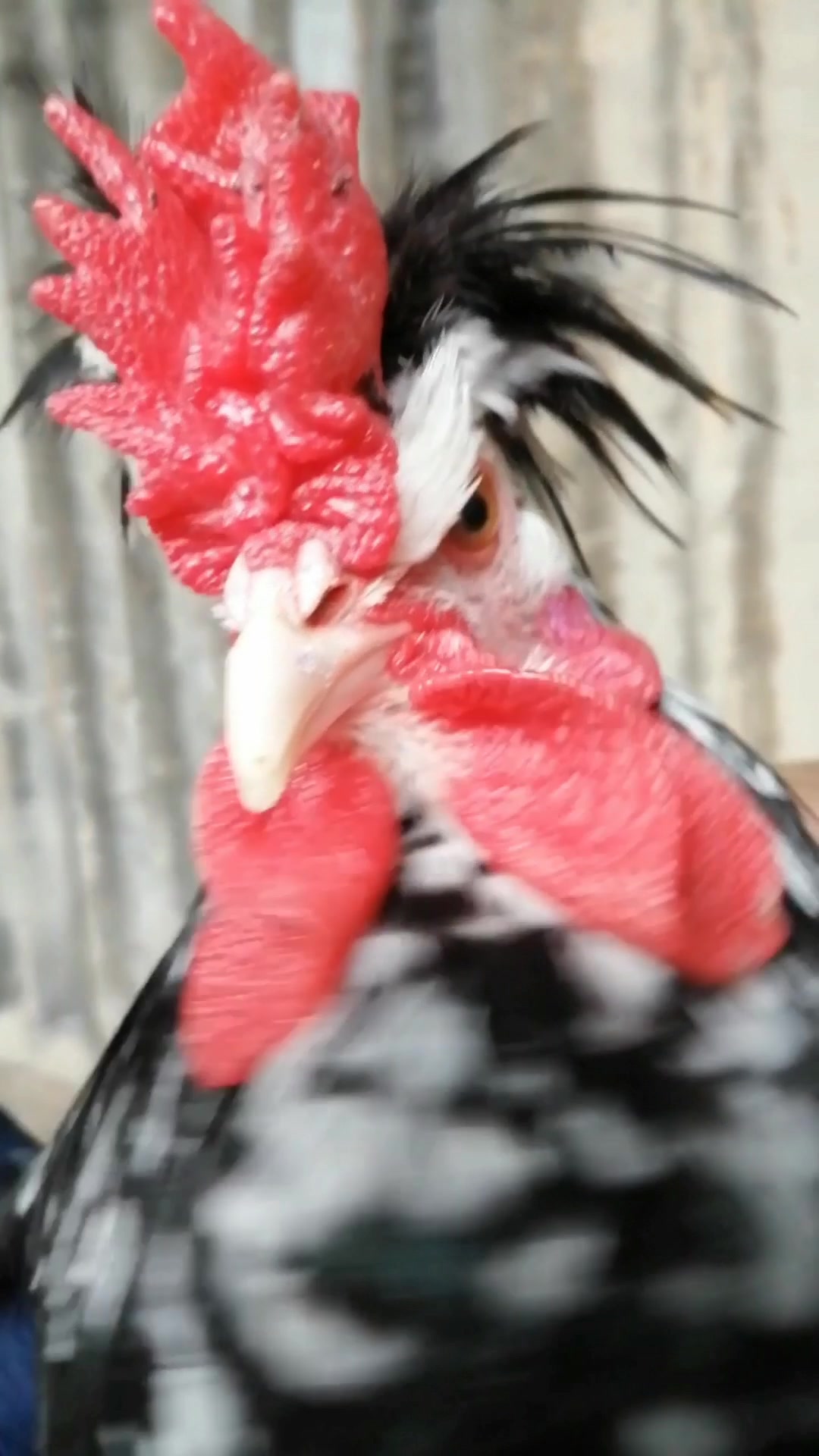 七彩山鸡 绿壳蛋土鸡 珍珠鸡 贵妃鸡 火鸡 孔雀 珍禽养殖大全