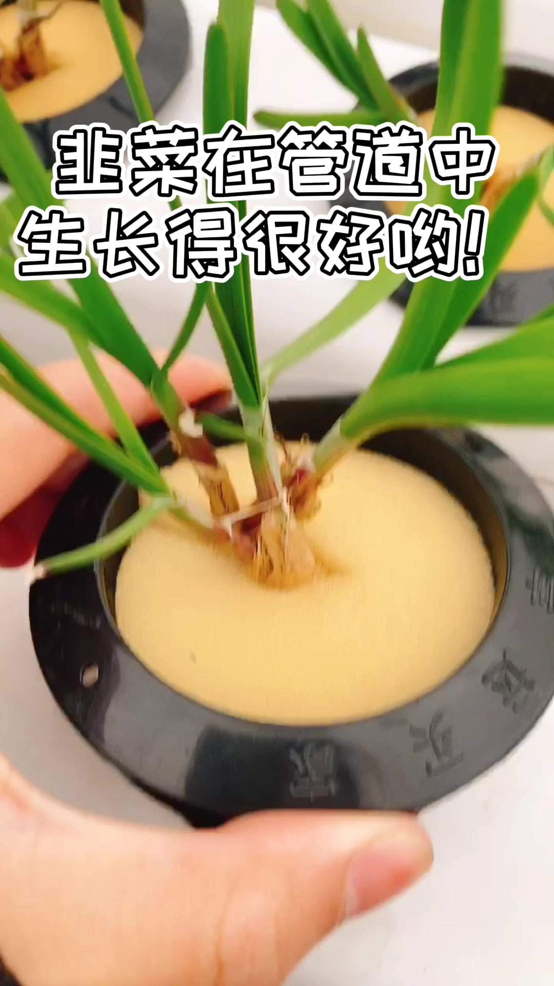 无土栽培韭菜是怎么做的呢?