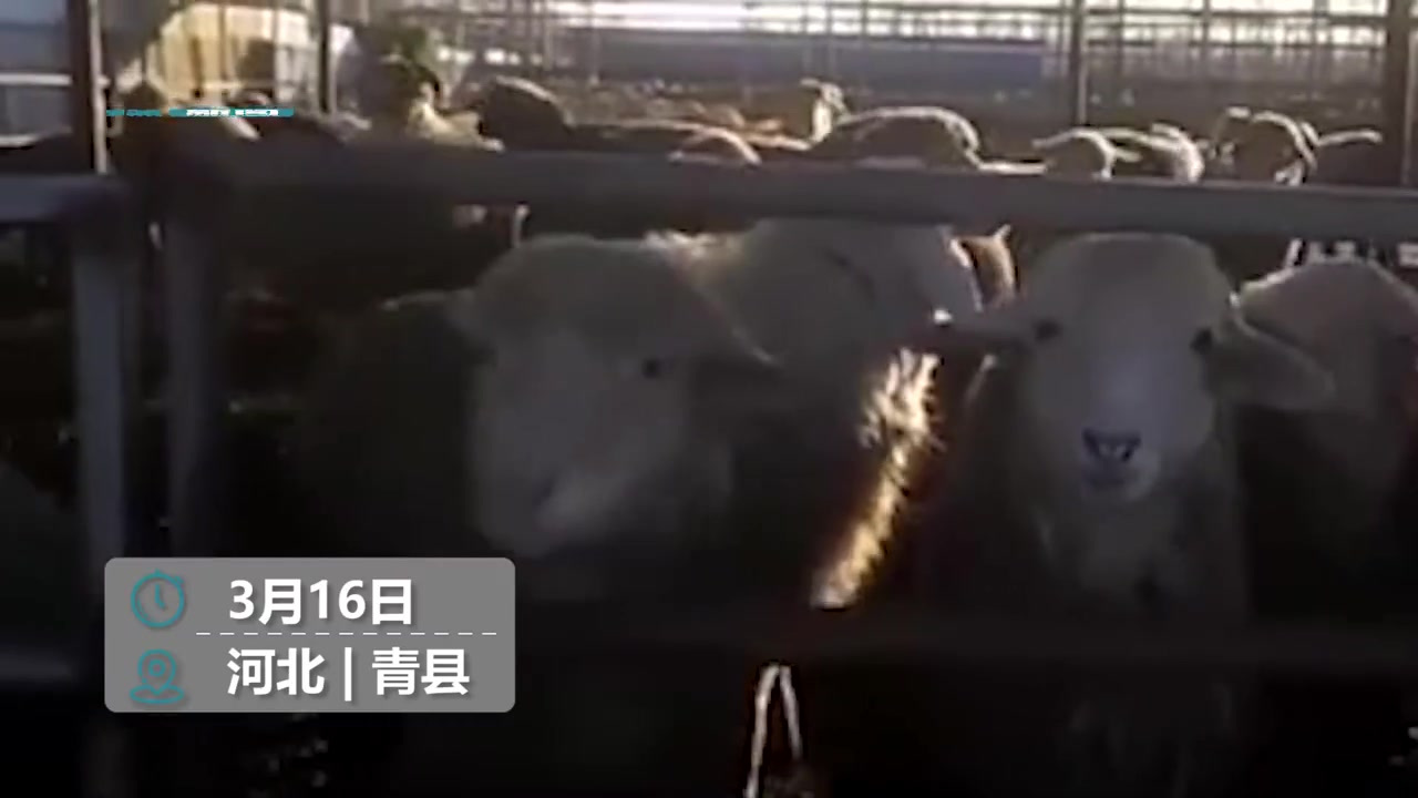 【河北青县涉事养殖场饲料检出“瘦肉精”阳性,已有3人被控制】“瘦肉精”问题羊肉被曝光后,河