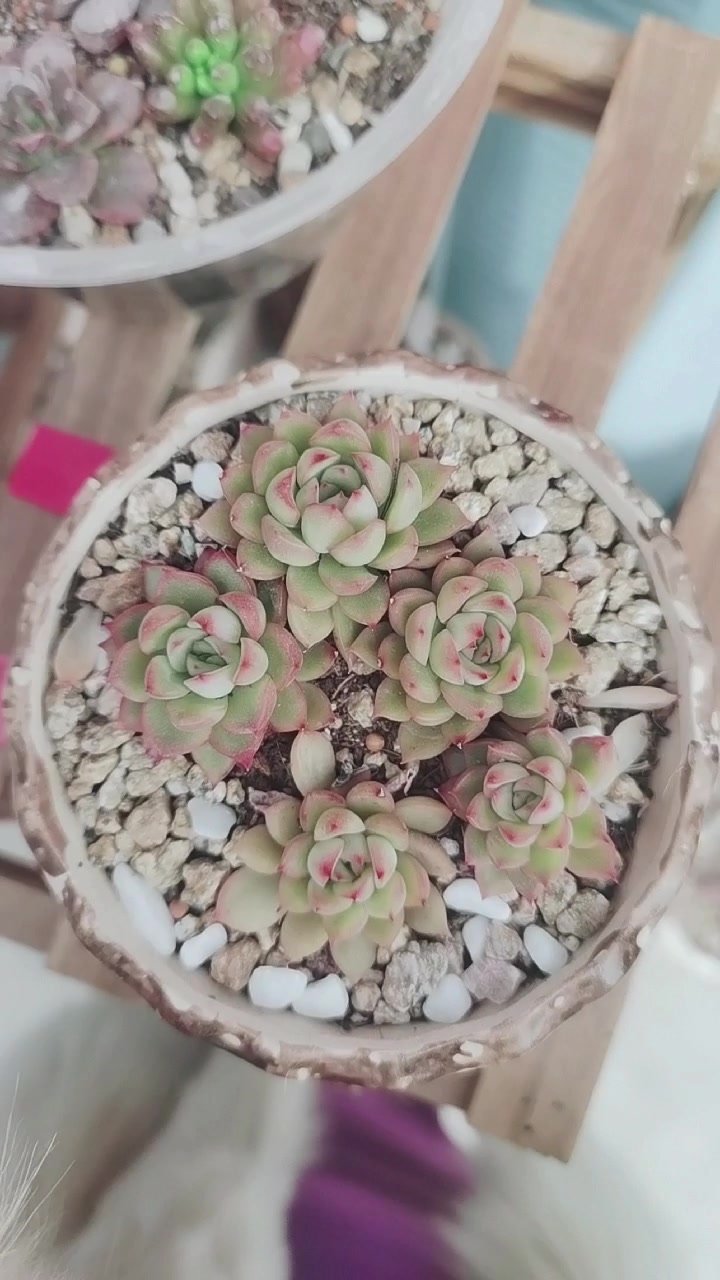 第一次拍多肉。这盆是雨荷张