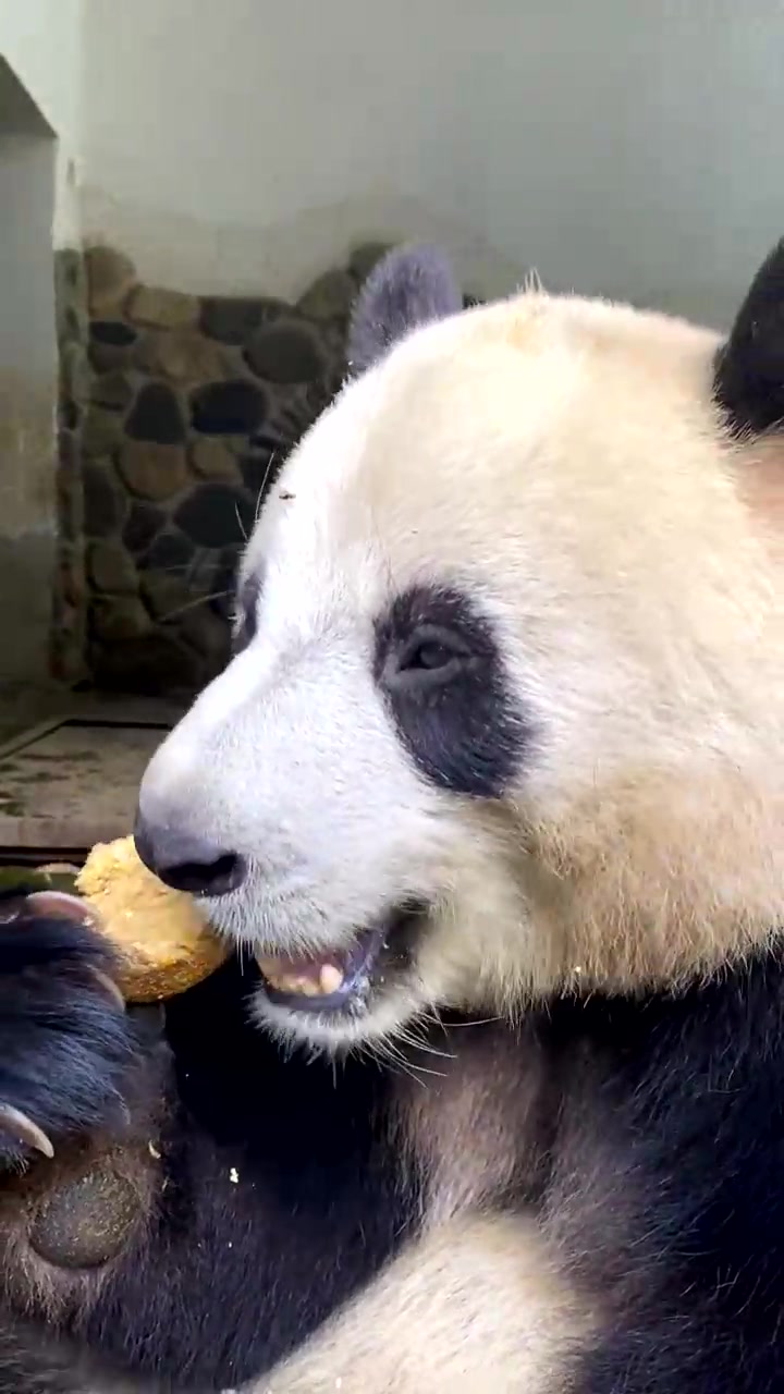 原来熊猫也吃窝窝头,无意间拍到,把我都看饿了