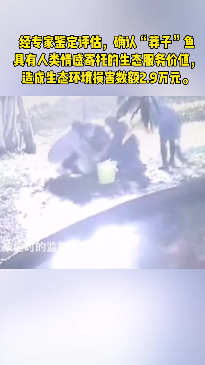 引以为戒!偷重庆大渡口公园明星鱼“莽子”的四个人赔了2.9万元!保护生态环境,人人有责!