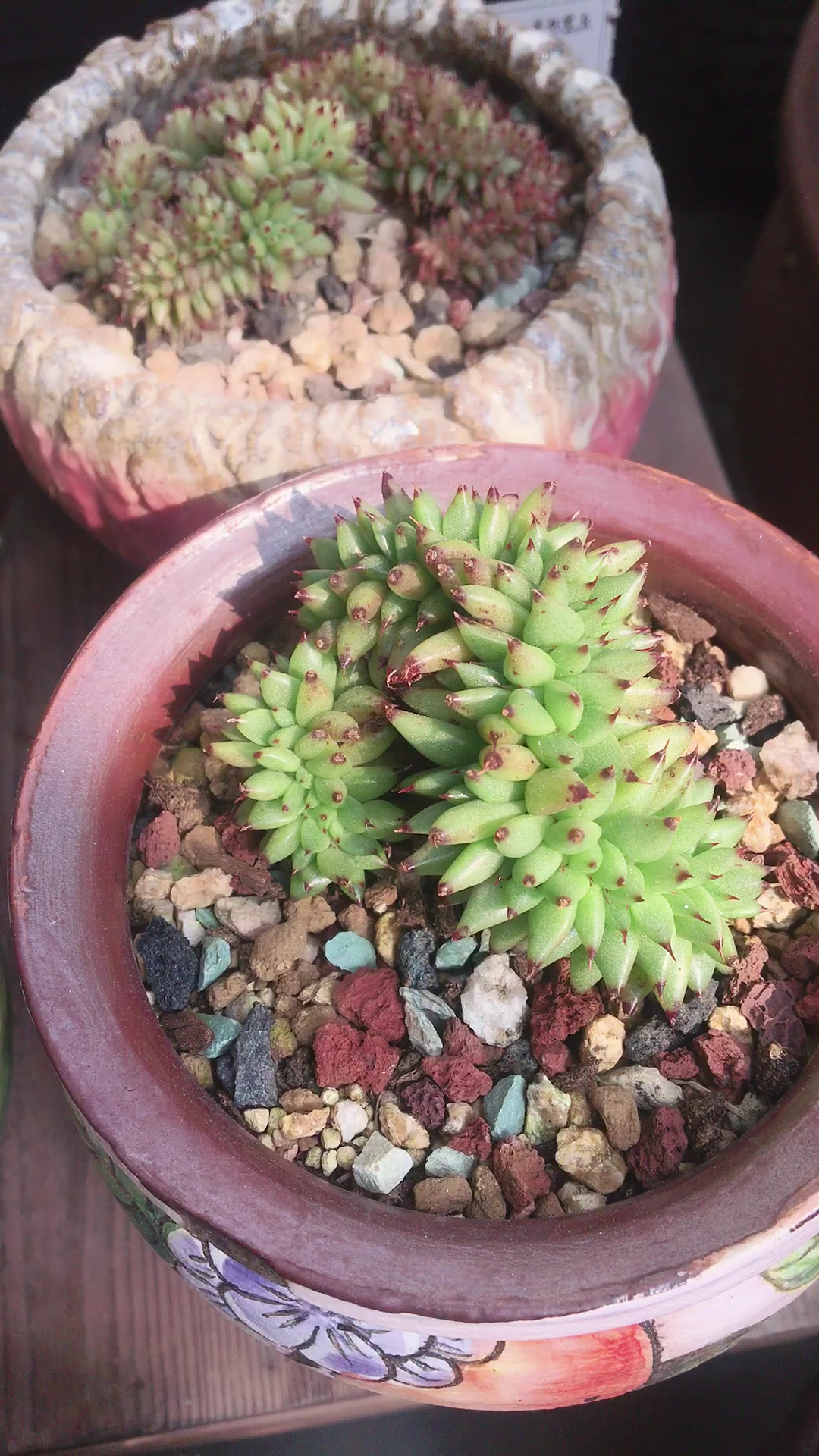 缀化虎鲸多肉虎鲸