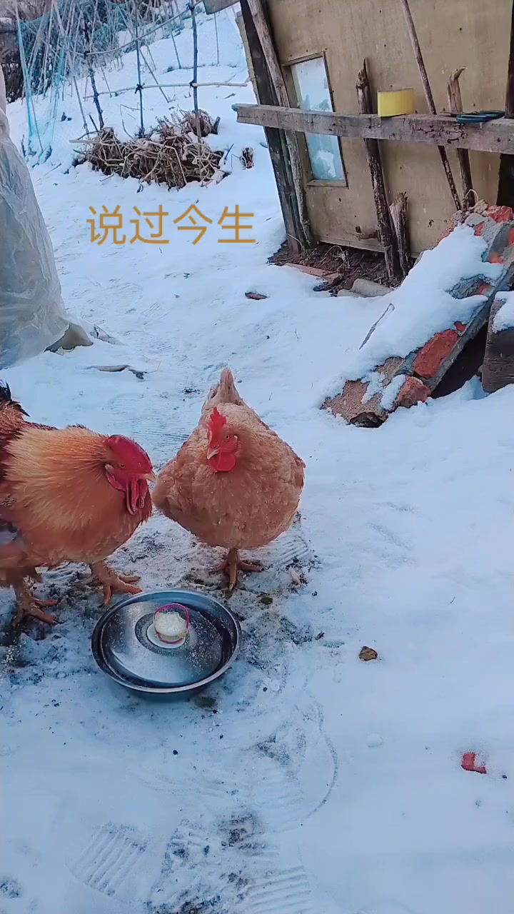 公鸡和母鸡大秀恩爱,这场面绝了,网友:单身久了不能看这些!