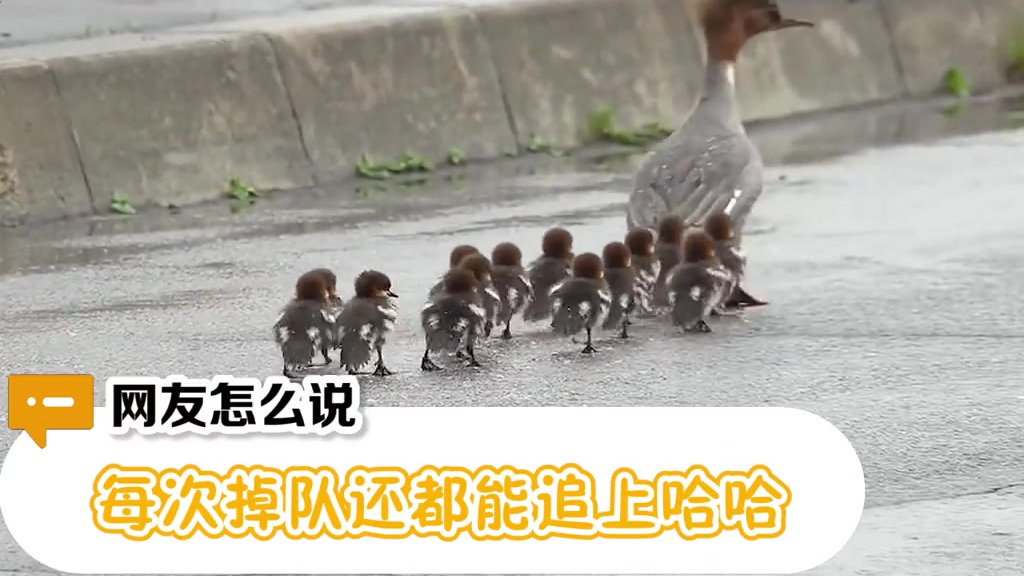 【小鸭子偷懒时像极了你:能歇一秒是一秒】鸭妈妈带着小鸭子们排列整齐地向前走,有一只小鸭子走