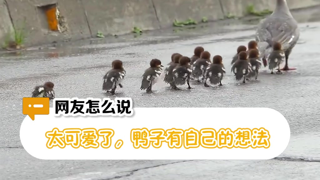【鸭子偷懒时像极了自己 能歇一秒是一秒】当小鸭子懒起来是什么样子?鸭妈妈带着小鸭子们排列整
