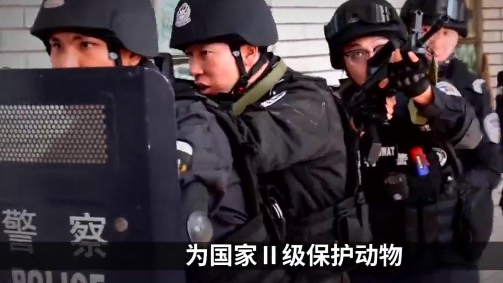 【男子农贸市场购买一只活体箐鸡,宰杀食用箐鸡9年后被判拘役】3月19日,云南玉溪。易门警方