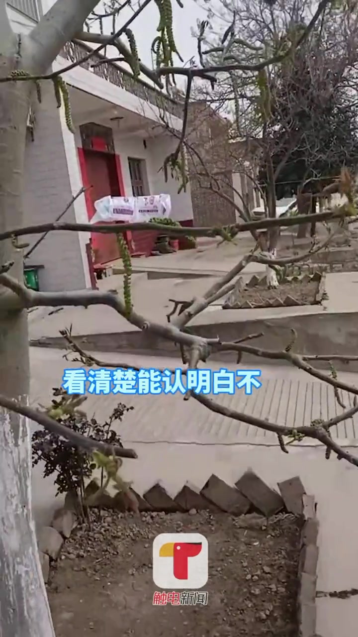路人把核桃树认成香椿摘光叶子,主人挂牌:这是核桃树炒不成鸡蛋