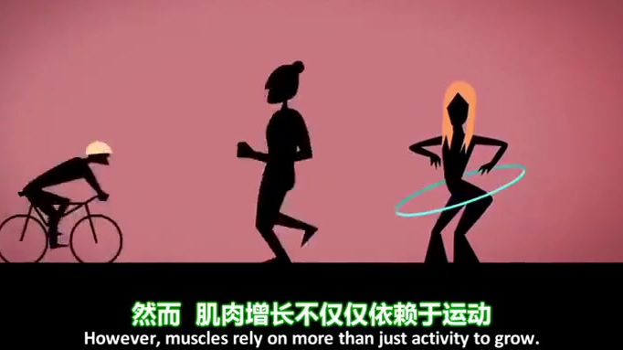 动画讲解: 肌肉如何变得更强壮! 