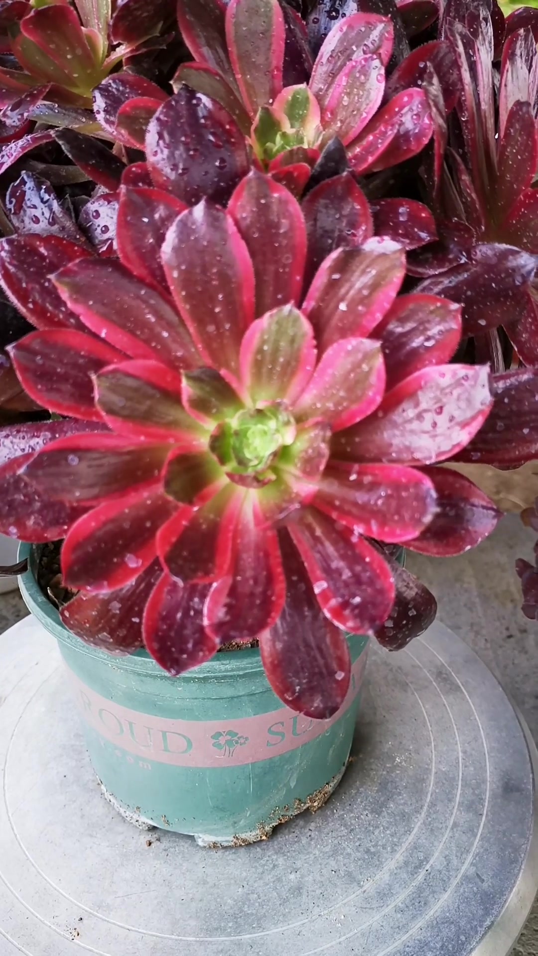 多肉法师———赤霞飞!