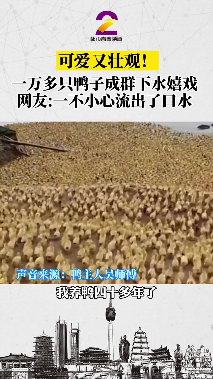 可爱又壮观!一万多只鸭子成群下水嬉戏,网友:一不小心流出了口水……