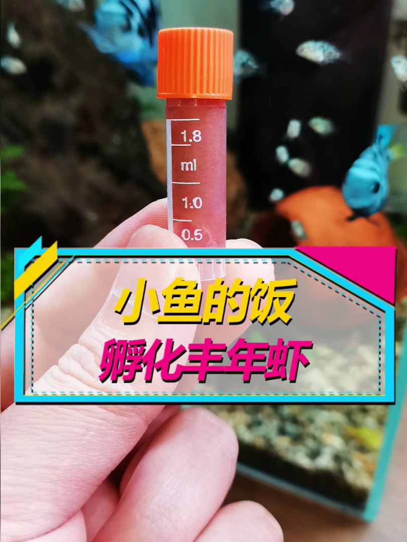 孵化丰年虾,给小鱼儿们补充营养!