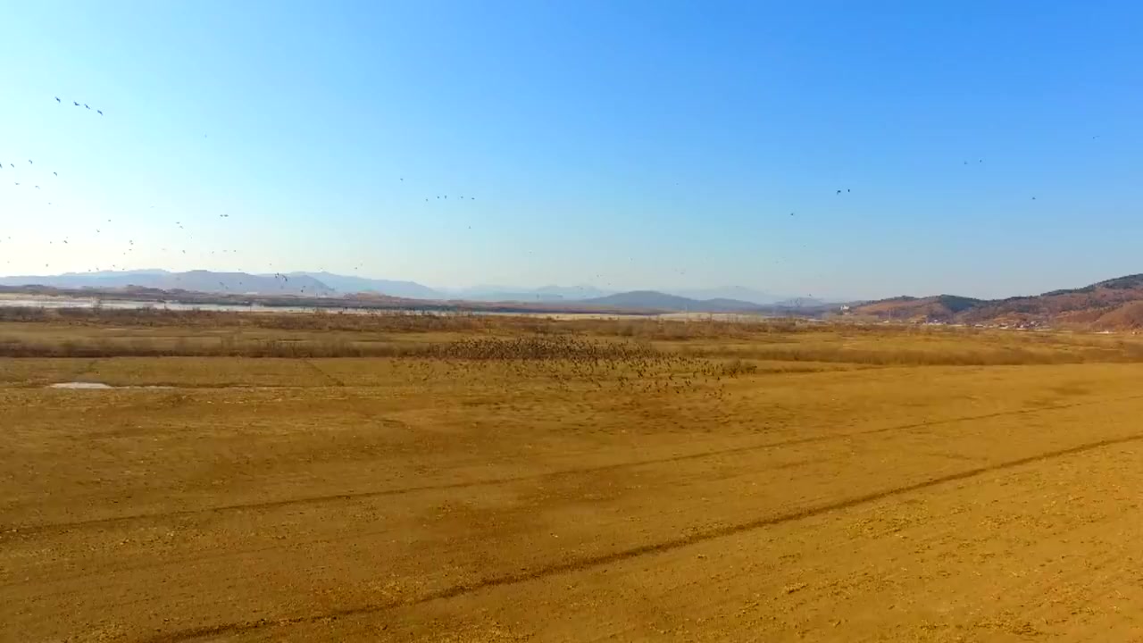 【数十万候鸟过境吉林敬信湿地】3月21日前后,数十万只雁鸭类候鸟及白枕鹤、丹顶鹤等飞临吉林