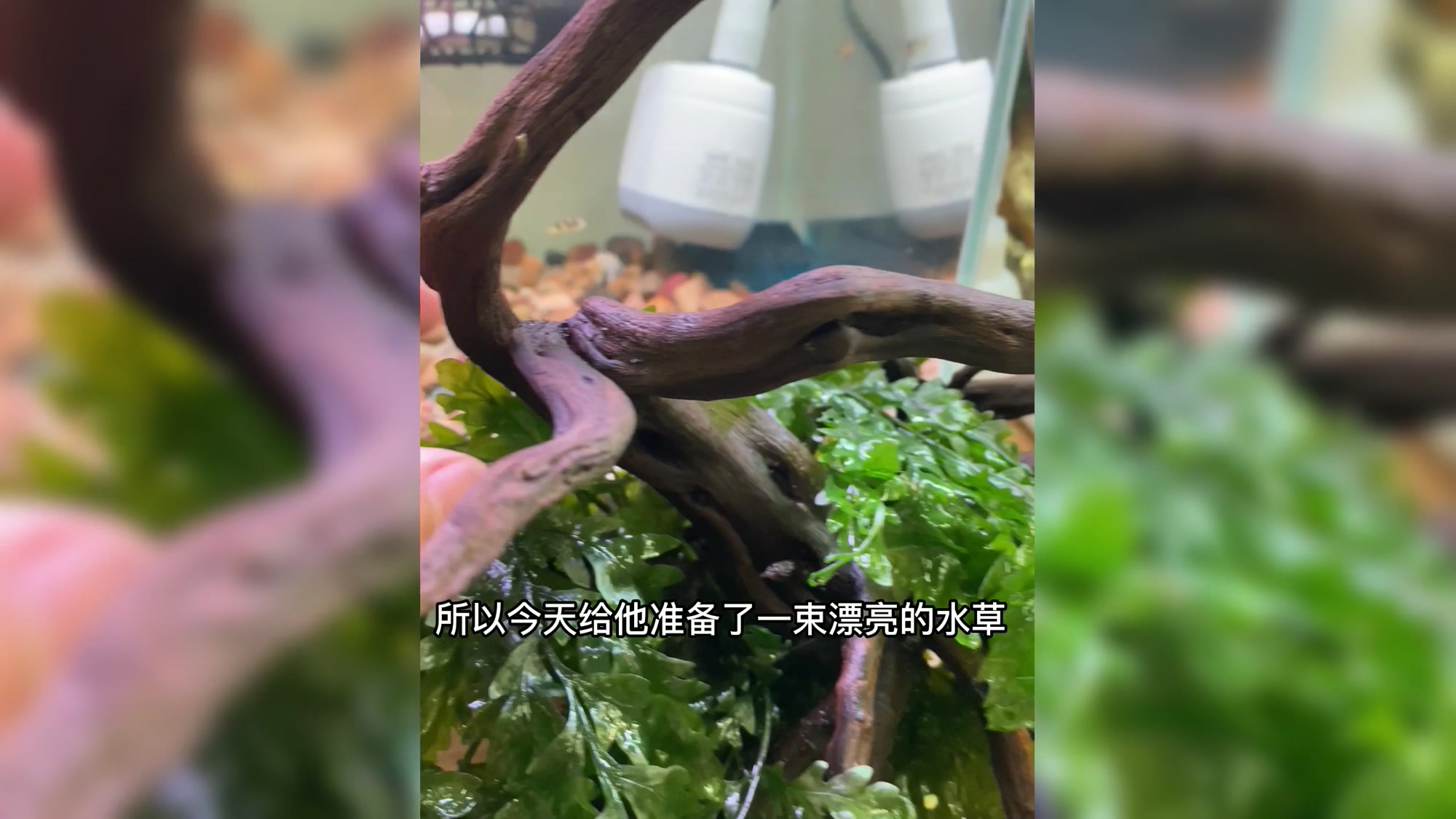 迷你小狗子,能和孔雀鱼混养嘛!