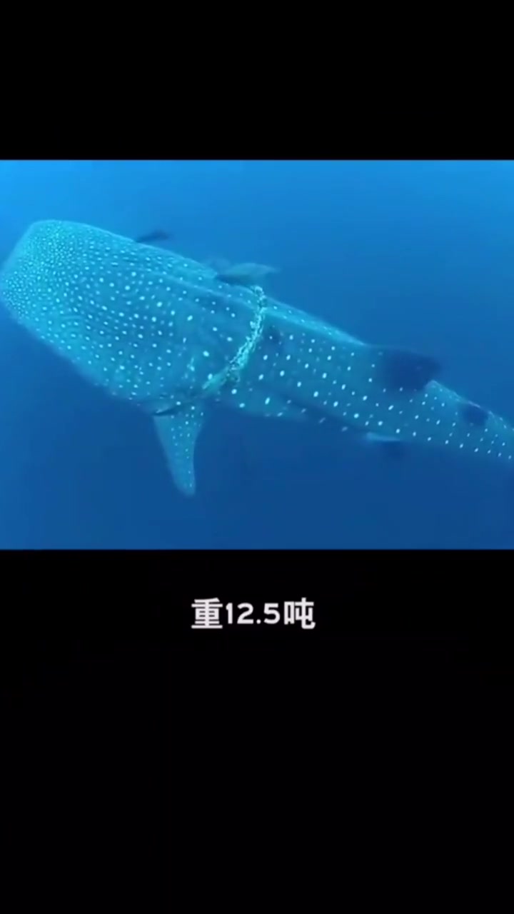 世界上最大的鱼,不是鲸鱼,你知道是什么吗?