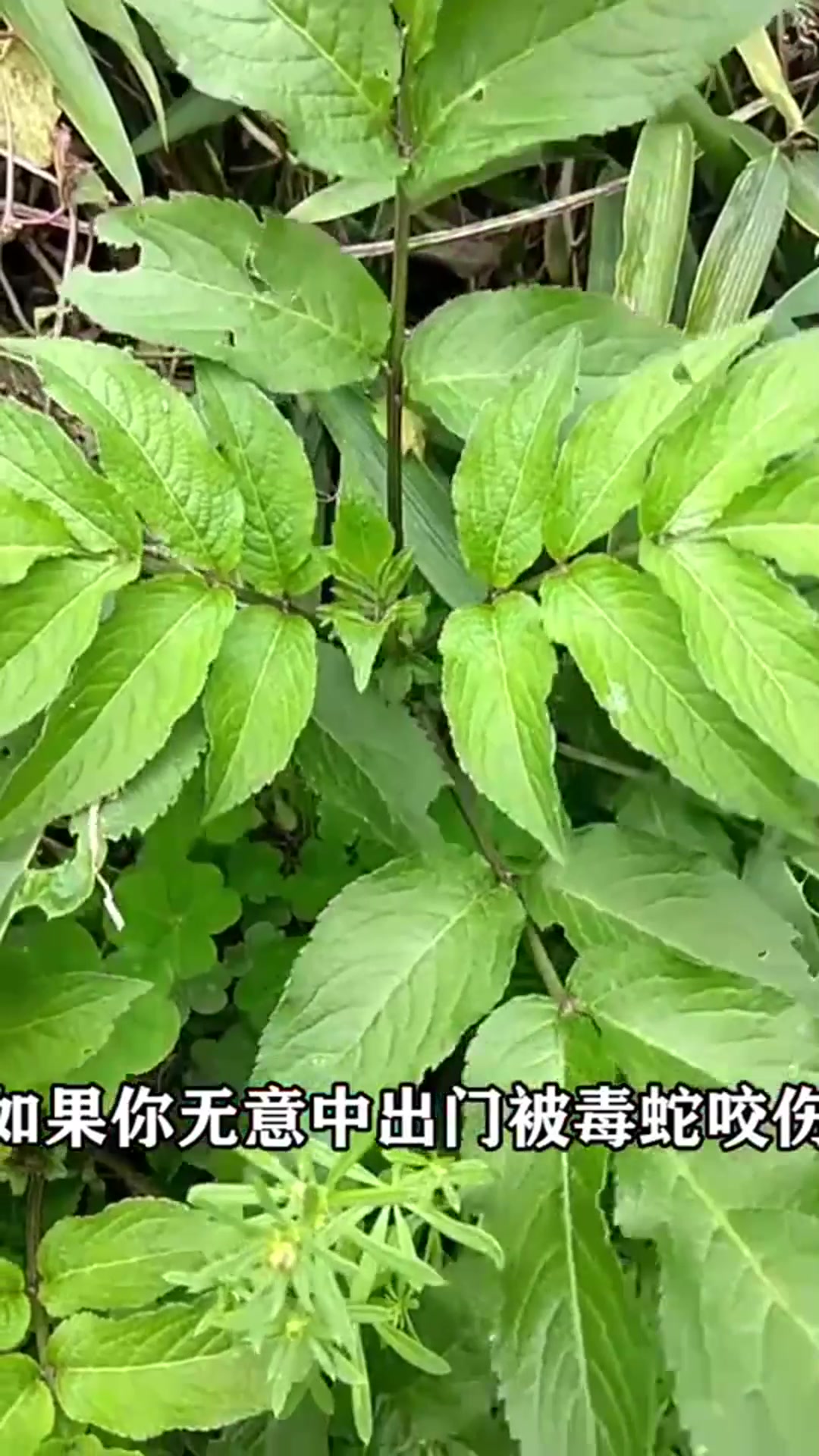 此花被誉为“龙骨草”,是灵魂的栖息地,辟邪之花!