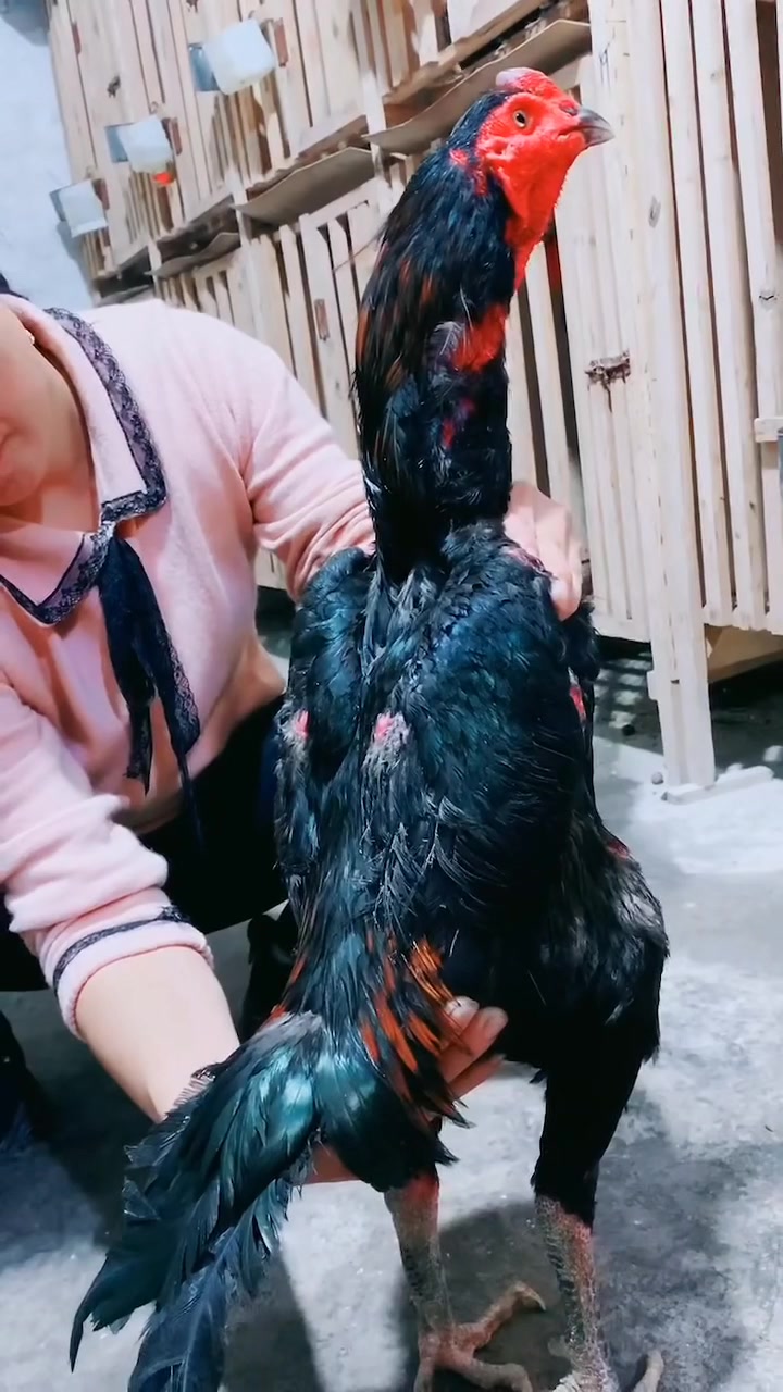 又一条重腿货横空出世 越南鬼子鸡 打退超重爆发力强