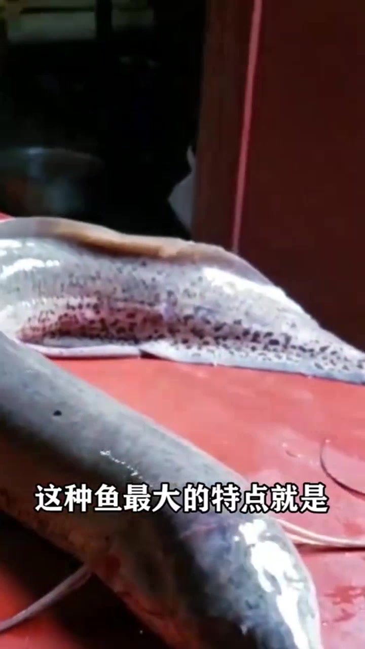 世界上最奇怪的鱼,是鱼中的小霸王,离开水还能存活很多年