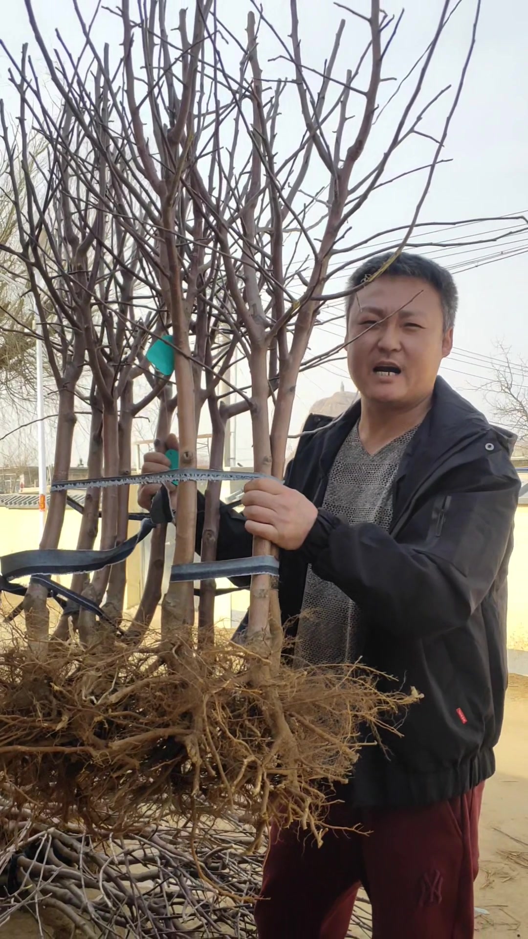 三公分,鸡心果小树,鸡心果苹果耐寒品种