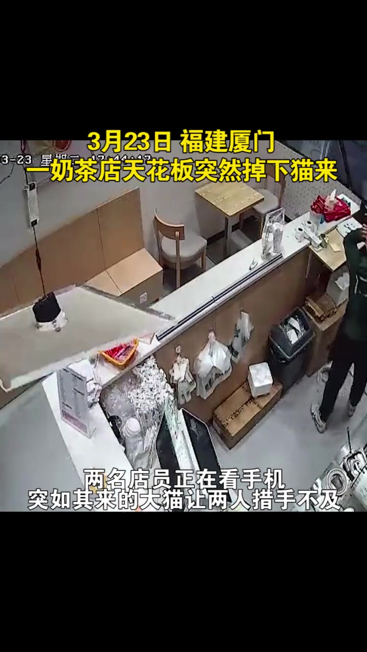 天降飞猫!吓坏两位奶茶店店员 意不意外