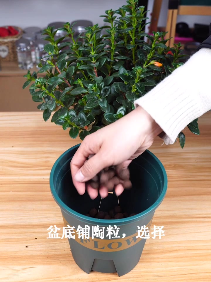 这样扦插金鱼吊兰,一盆变多盆
