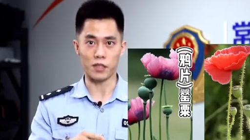 #平安2021# 有趣!网红民警阿汤哥教你快速分辨罂粟和虞美人!