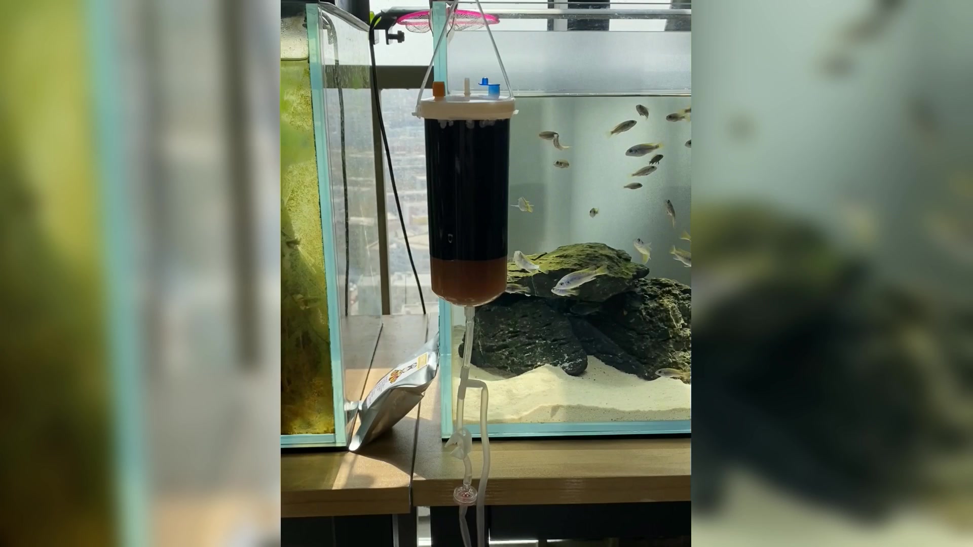 成功孵化丰年虾,喂食鱼苗太合适啦!