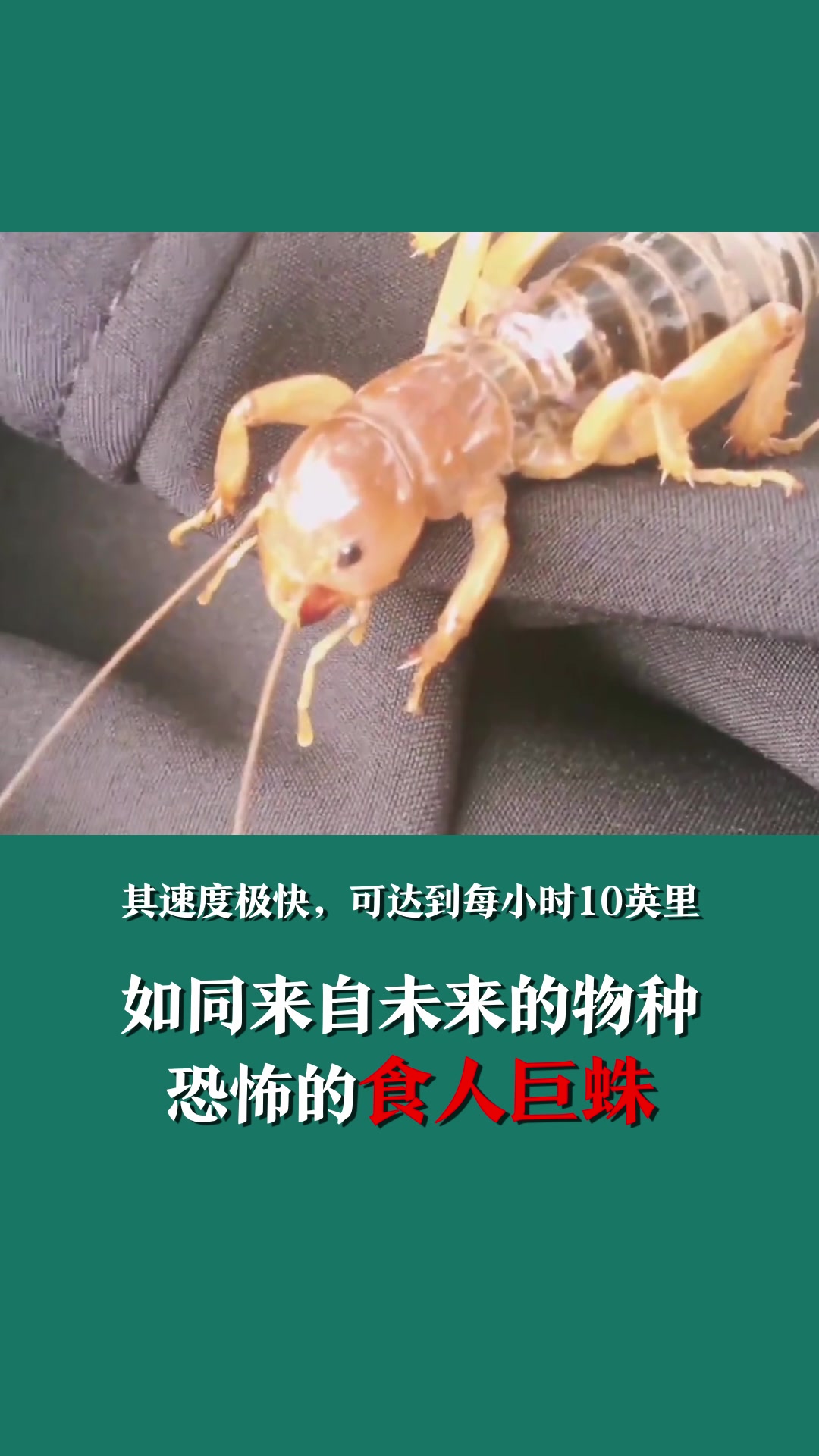 恐怖的食人巨蛛。